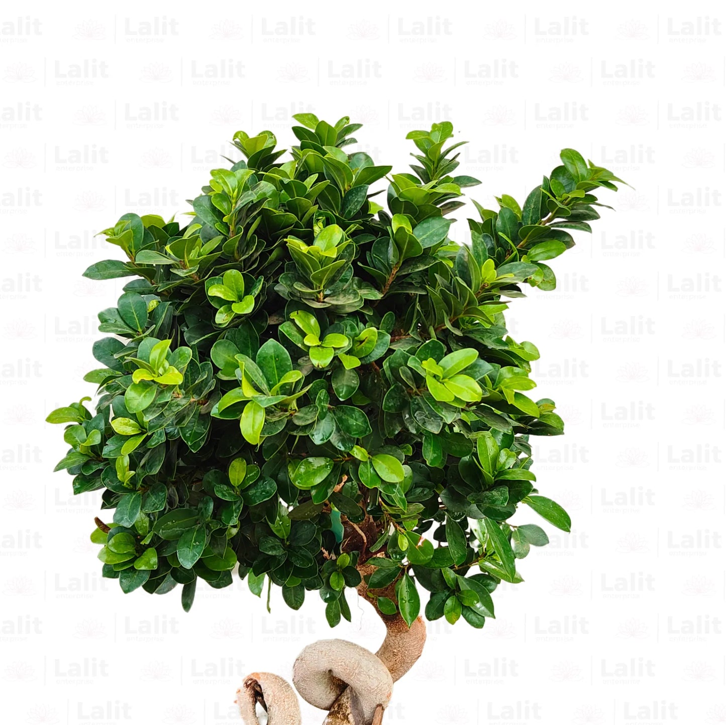 Buy Knotted Ficus "Bonsai" - Plant Online at Lalitenterprise