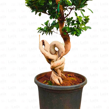 Buy Ficus Moclame - Plant Online at Lalitenterprise