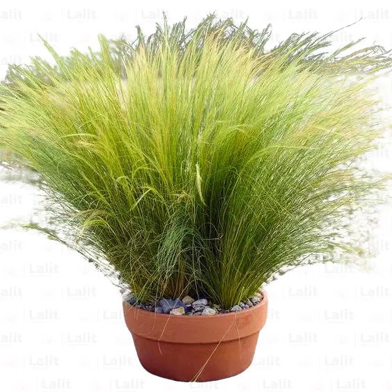 Buy Stipa Tenuissima Erecta (Mexican Feather Grass) - Plant Online at Lalitenterprise