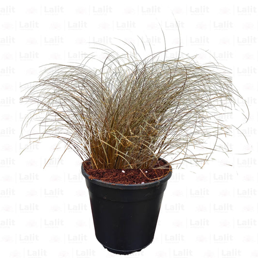 Carex Comans (Brown Grass) - Plant