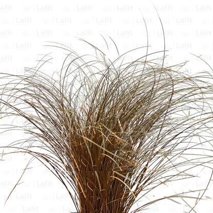 Carex Comans (Brown Grass) - Plant