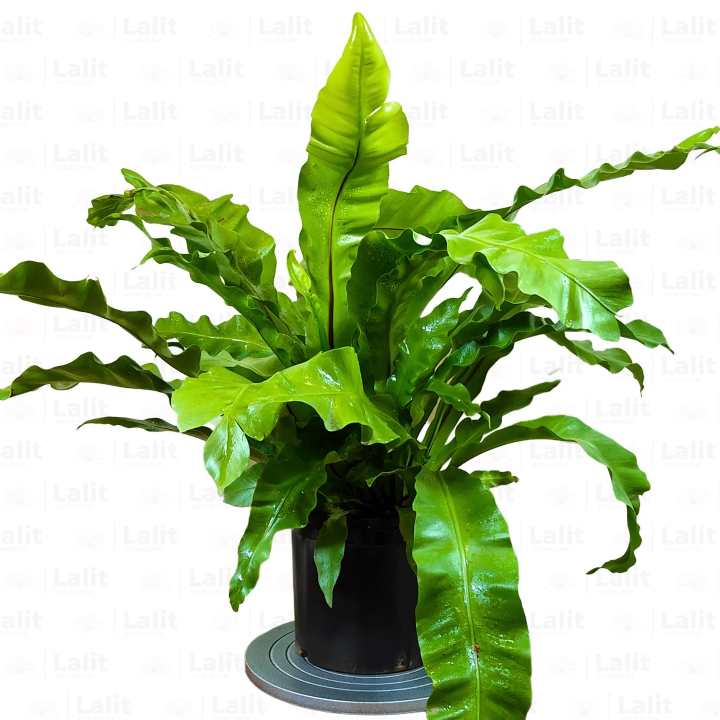 Buy Bird’s Nest Fern (Asplenium Nidus) - Plant Online at Lalitenterprise