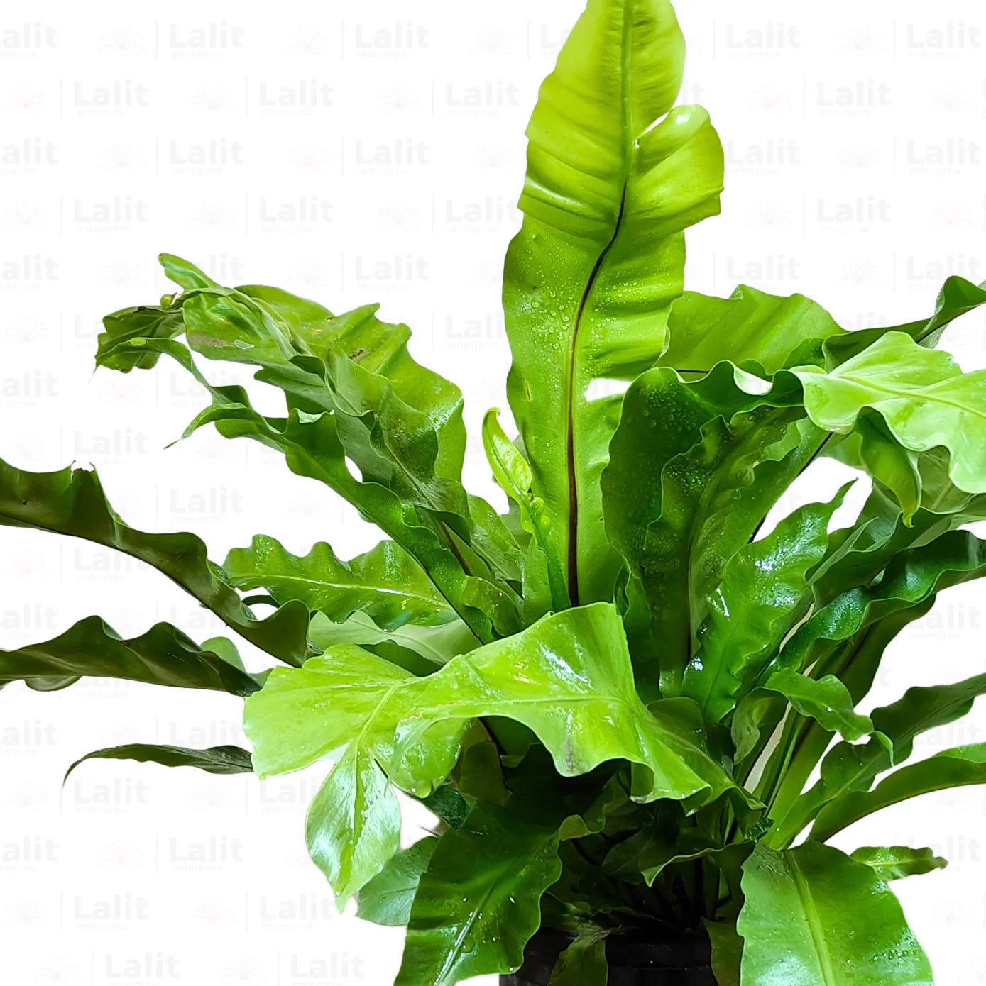 Buy Asplenium Nidus - Plant Online at Lalitenterprise