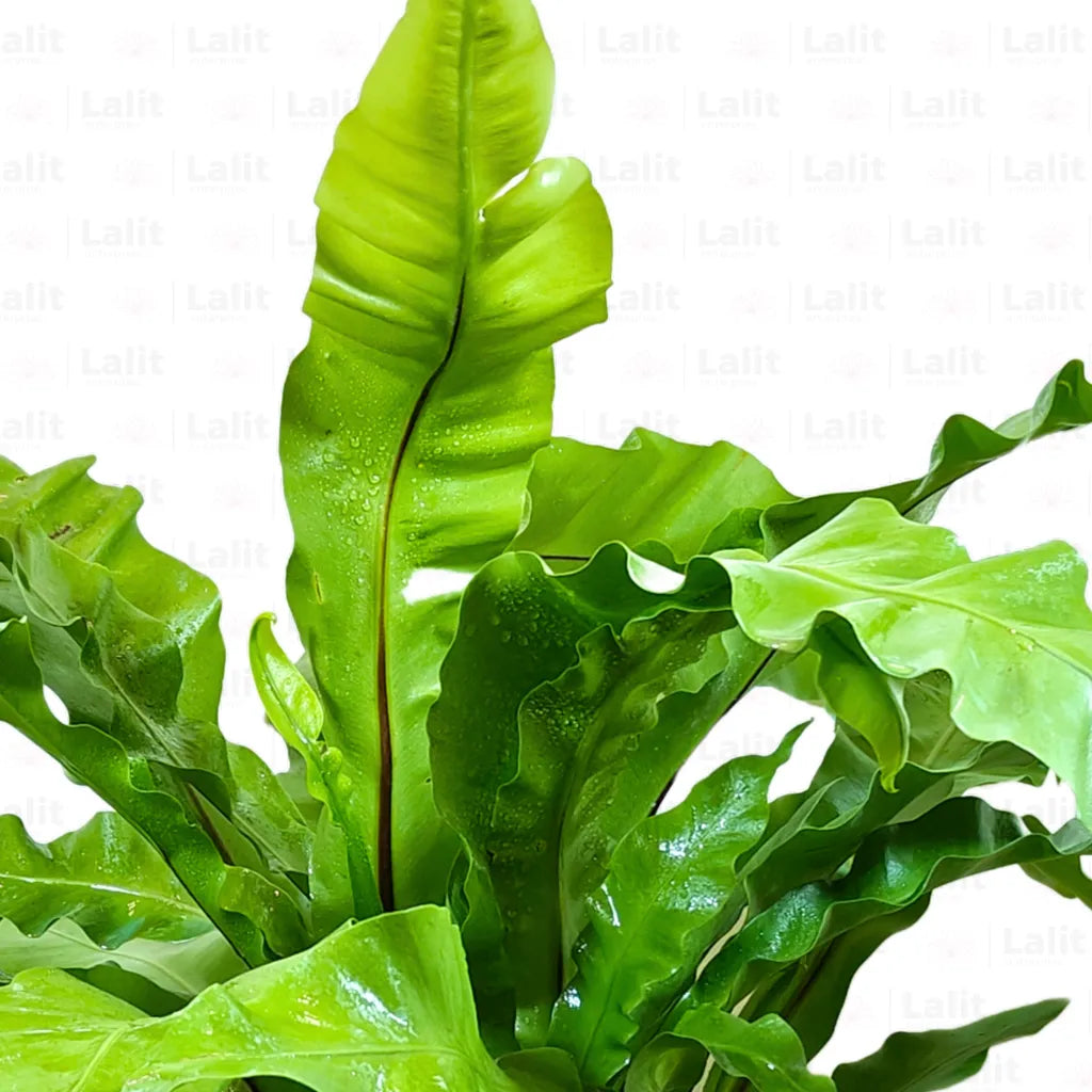 Buy Bird’s Nest Fern - Plant Online at Lalitenterprise