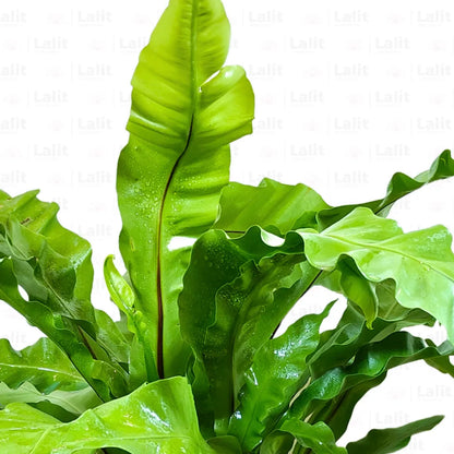 Buy Bird’s Nest Fern - Plant Online at Lalitenterprise