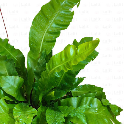 Buy Bird’s Nest Fern (Asplenium Nidus) - Plant Online at Lalitenterprise