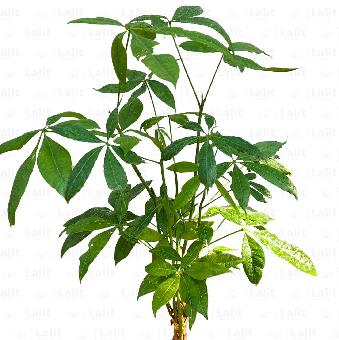 Pachira Aquatica | Money Tree Bonsai - Plant
