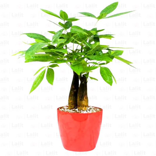 Buy Money Tree Bonsai "Triple Trunk" - Plant Online at Lalitenterprise