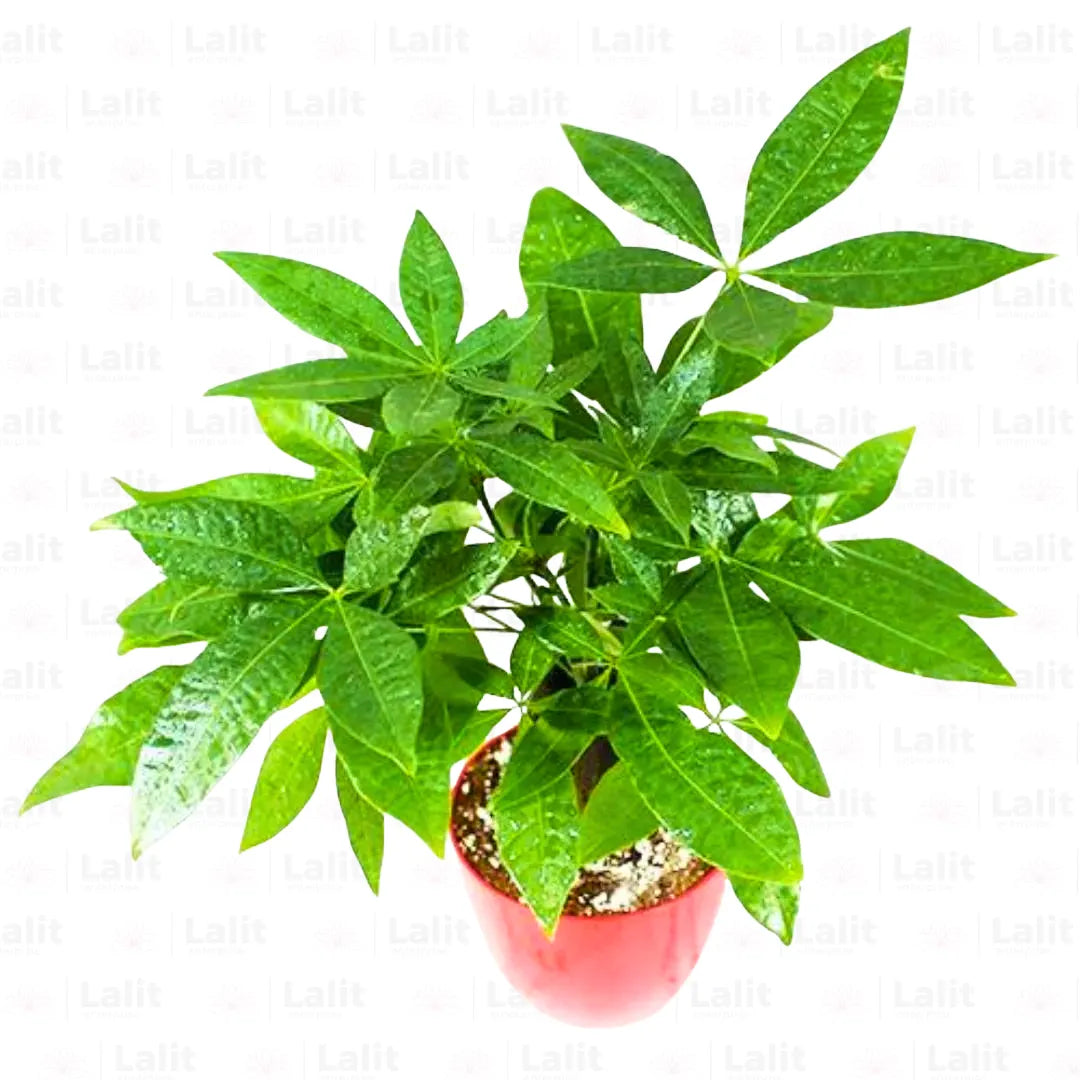 Buy Pachira Aquatica (Money Tree Bonsai) "Triple Trunk" - Plant Online at Lalitenterprise