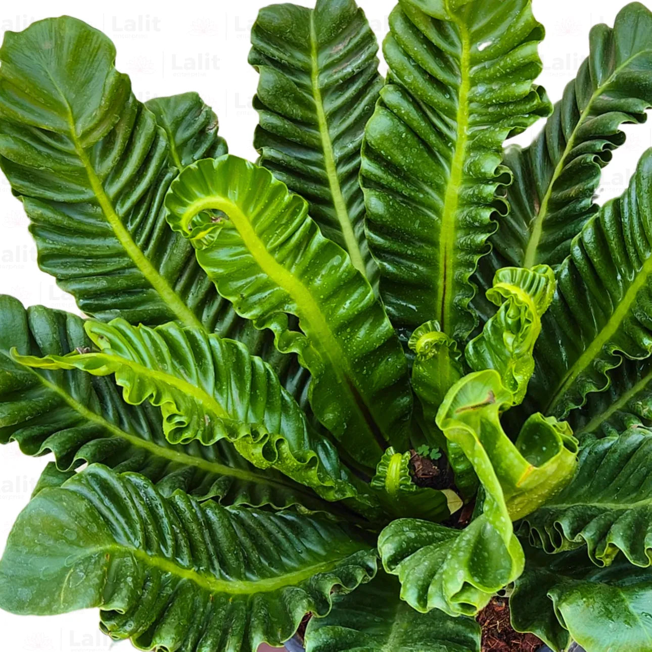 Buy Cobra Fern (Asplenium Nidus fern) - Plant Online at Lalitenterprise