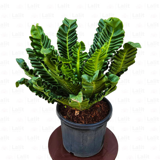 Buy Cobra Fern (Asplenium Nidus fern) - Plant Online at Lalitenterprise