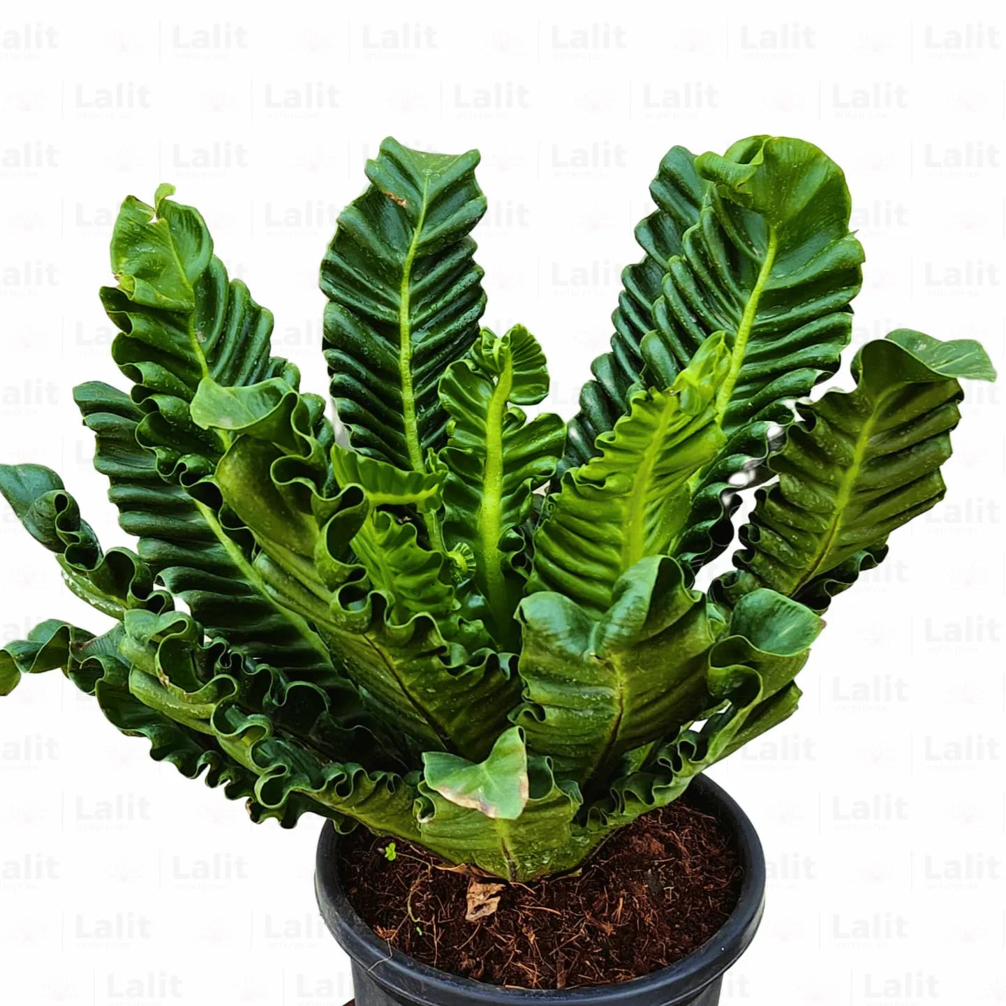 Buy Asplenium Nidus fern - Plant Online at Lalitenterprise