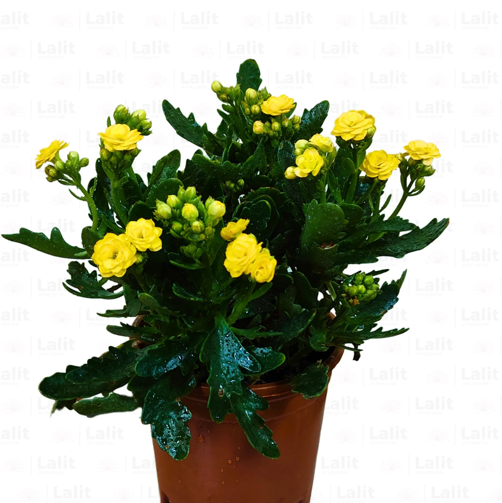 Buy "Widow's-thrill" - Plant Online at Lalitenterprise