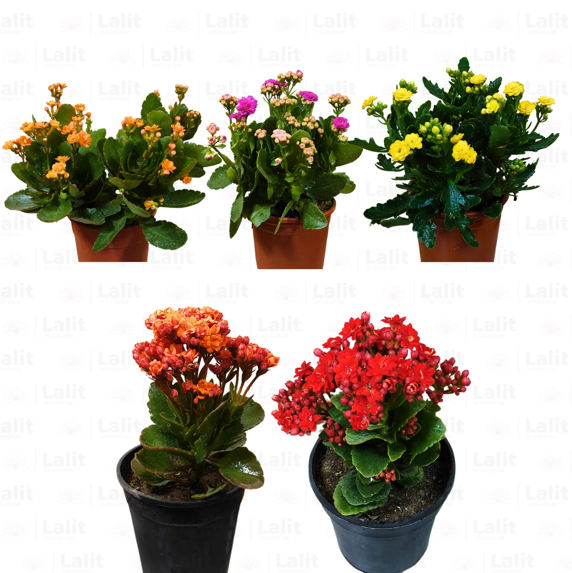 Buy Kalanchoe (Flaming Katy) "Widow's-thrill" - Plant Online at Lalitenterprise
