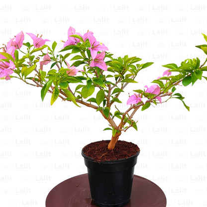 Buy Dwarf Bougainvillea Lavender Colour - Plant Online at Lalitenterprise