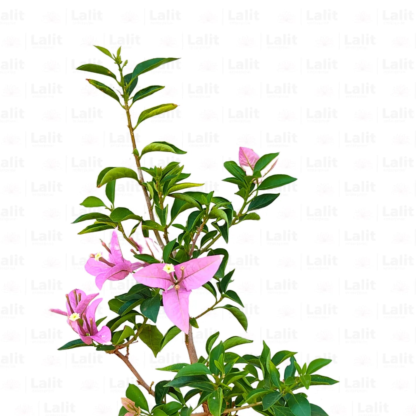 Buy Paperflower "Lavender" - Plant Online at Lalitenterprise
