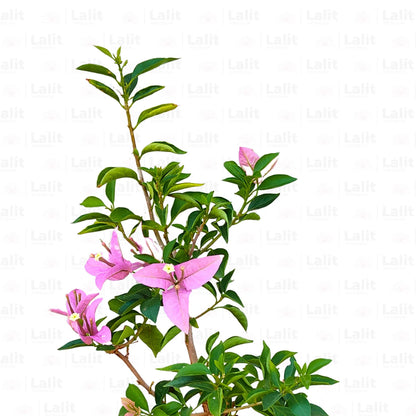 Buy Paperflower "Lavender" - Plant Online at Lalitenterprise