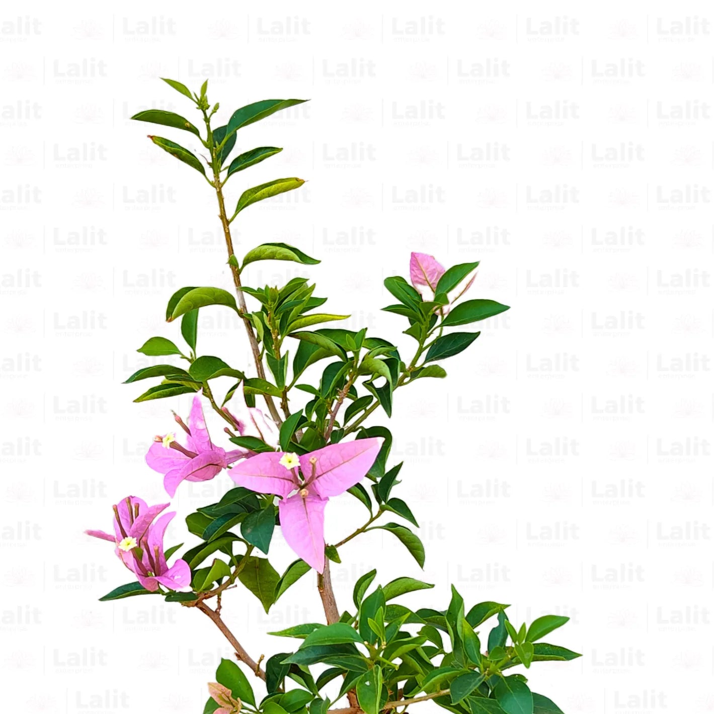 Buy Dwarf Bougainvillea Lavender Colour - Plant Online at Lalitenterprise