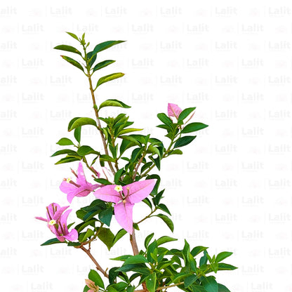 Buy Dwarf Bougainvillea Lavender Colour - Plant Online at Lalitenterprise