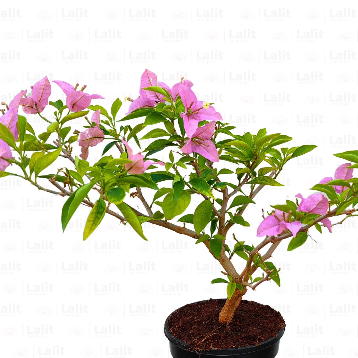 Buy Bougainvillea "Lavender" - Plant Online at Lalitenterprise