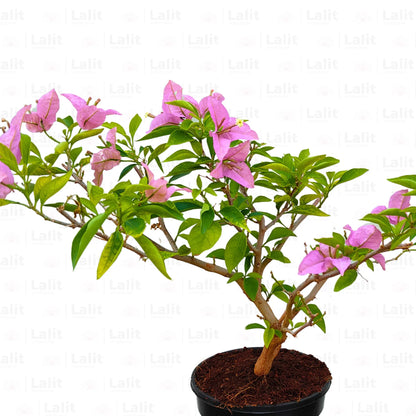 Buy Dwarf Bougainvillea Lavender Colour - Plant Online at Lalitenterprise