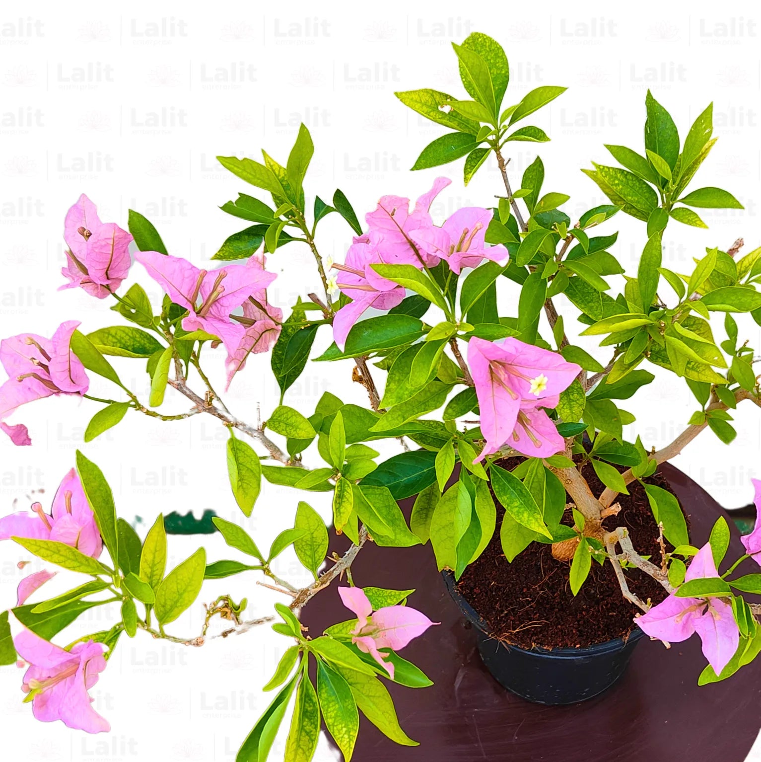 Buy Dwarf Bougainvillea Lavender Colour - Plant Online at Lalitenterprise