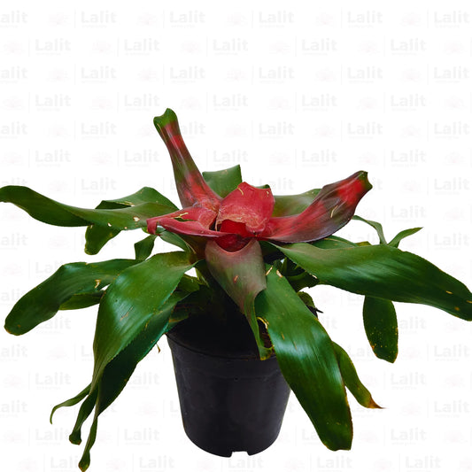 Buy Guzmania (Scarlet Star) - Plant Online at Lalitenterprise
