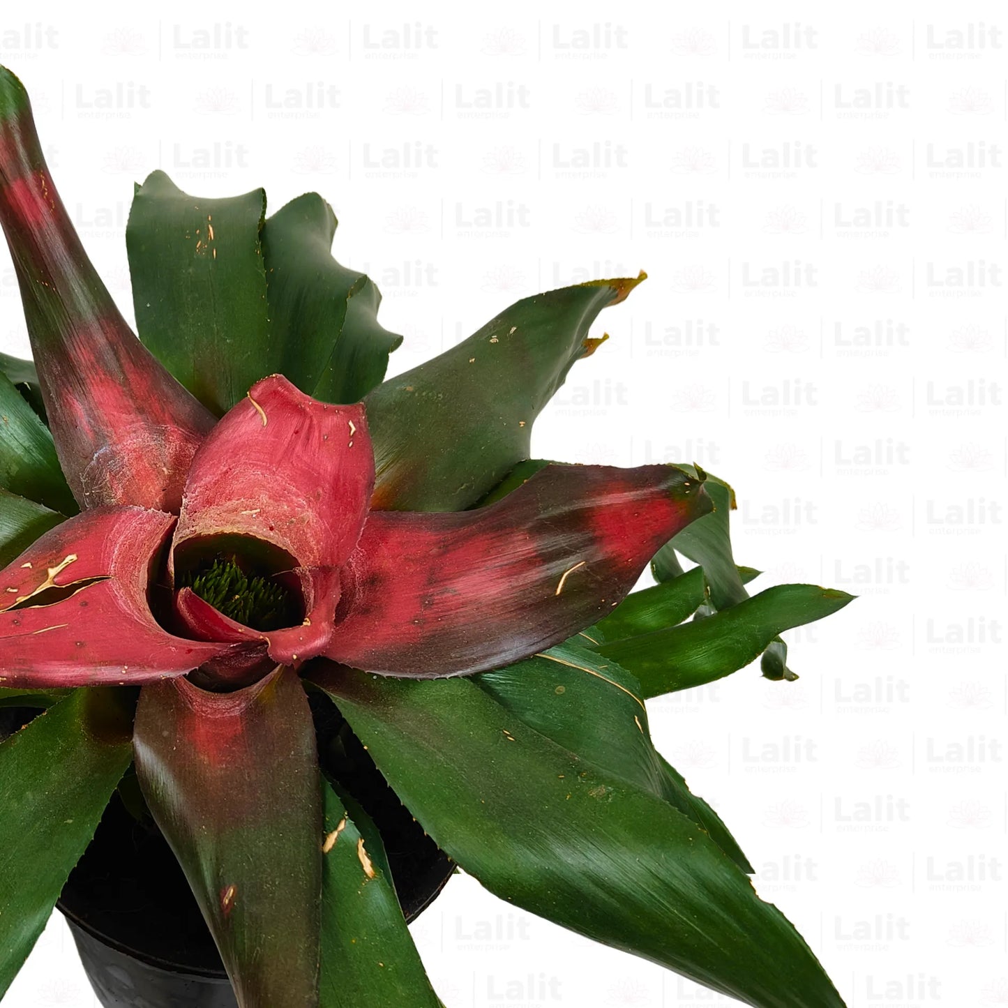 Buy Guzmania (Scarlet Star) - Plant Online at Lalitenterprise