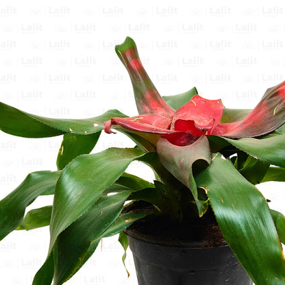 Buy Scarlet Star - Plant Online at Lalitenterprise
