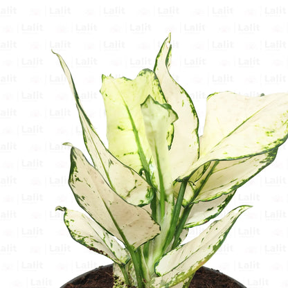 Buy Aglaonema Super White (Aglaonema spp) - Plant Online at Lalitenterprise