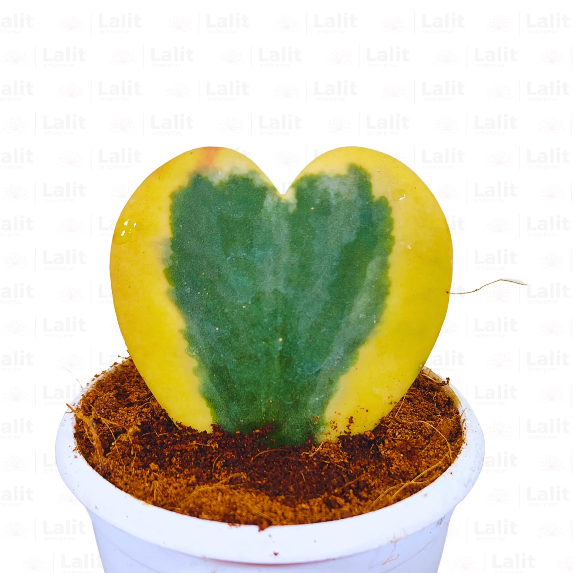 Buy Hoya Kerii "Variegated" (Heart Shape) - Plant Online at Lalitenterprise