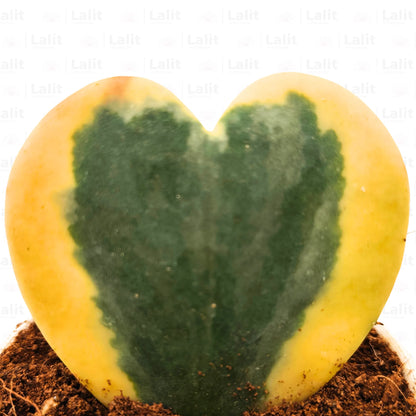 Buy Hoya Kerii "Variegated" (Heart Shape) - Plant Online at Lalitenterprise