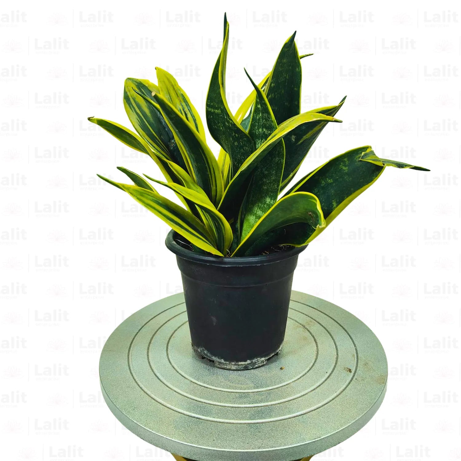 Buy Sansevieria “Gold Flame” (Mother in Law’s Tongue) - Plant Online at Lalitenterprise