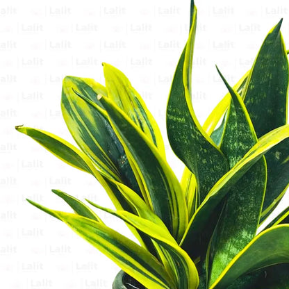 Buy Sansevieria “Gold Flame” - Plant Online at Lalitenterprise