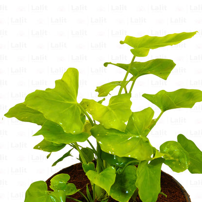 Miniature Philodendron Selloum - Plant