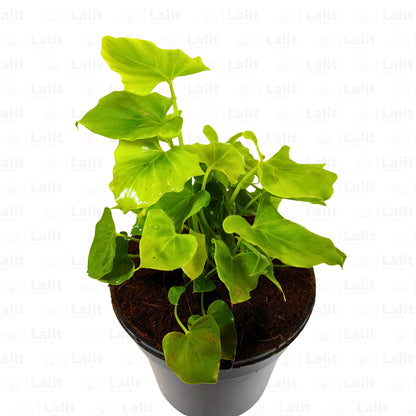 Buy Miniature Philodendron Selloum - Plant Online at Lalitenterprise