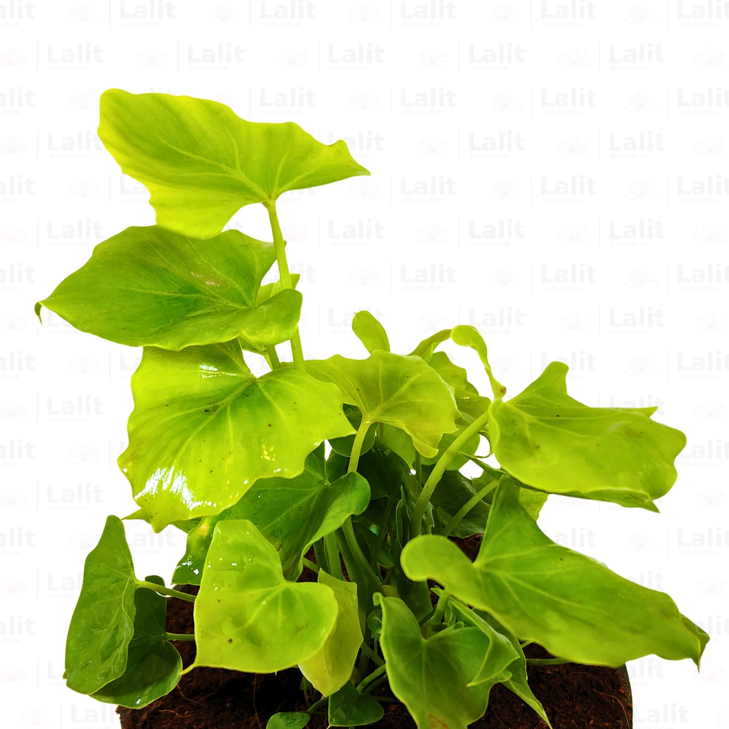 Buy Miniature Philodendron Selloum - Plant Online at Lalitenterprise