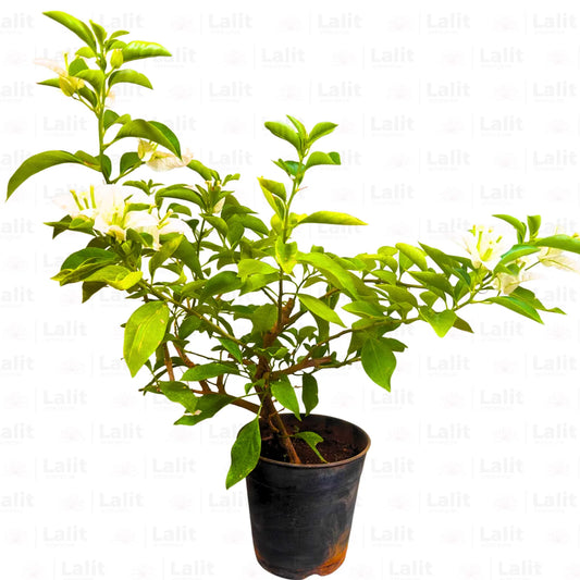Buy Dwarf Bougainvillea White Colour - Plant Online at Lalitenterprise