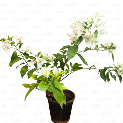 Buy Dwarf Bougainvillea White Colour - Plant Online at Lalitenterprise