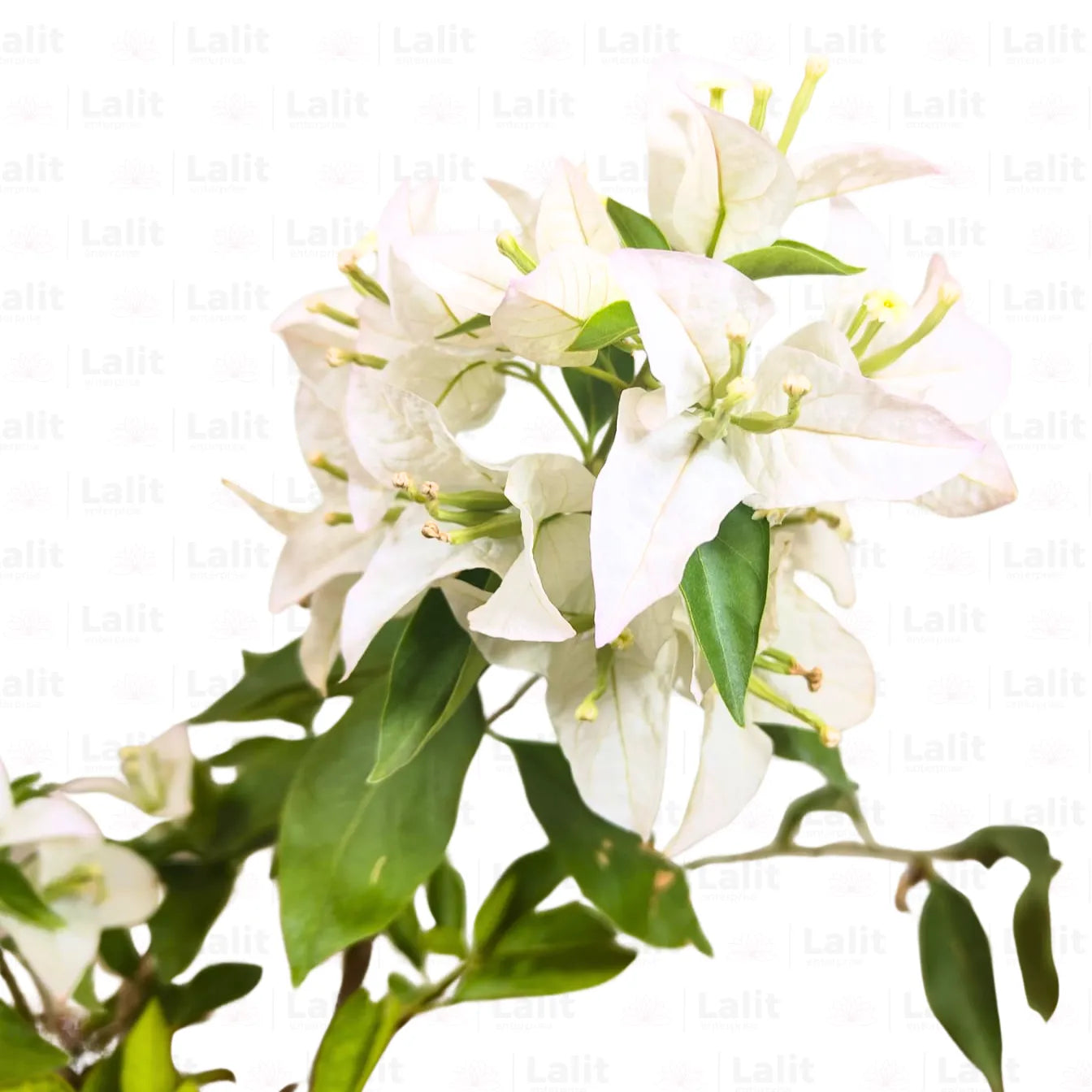 Buy Bougainvillea Plant (white) Online at Lalitenterprise