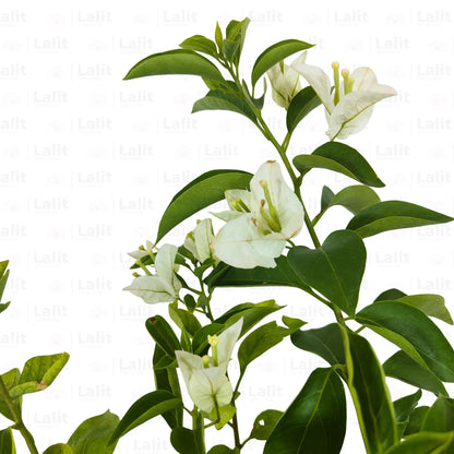 Buy Dwarf Bougainvillea White Colour - Plant Online at Lalitenterprise