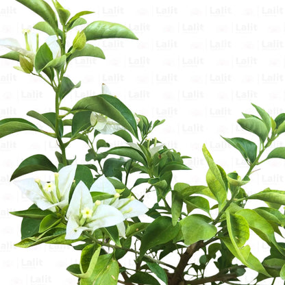 Buy Bougainvillea Plant (white) Online at Lalitenterprise