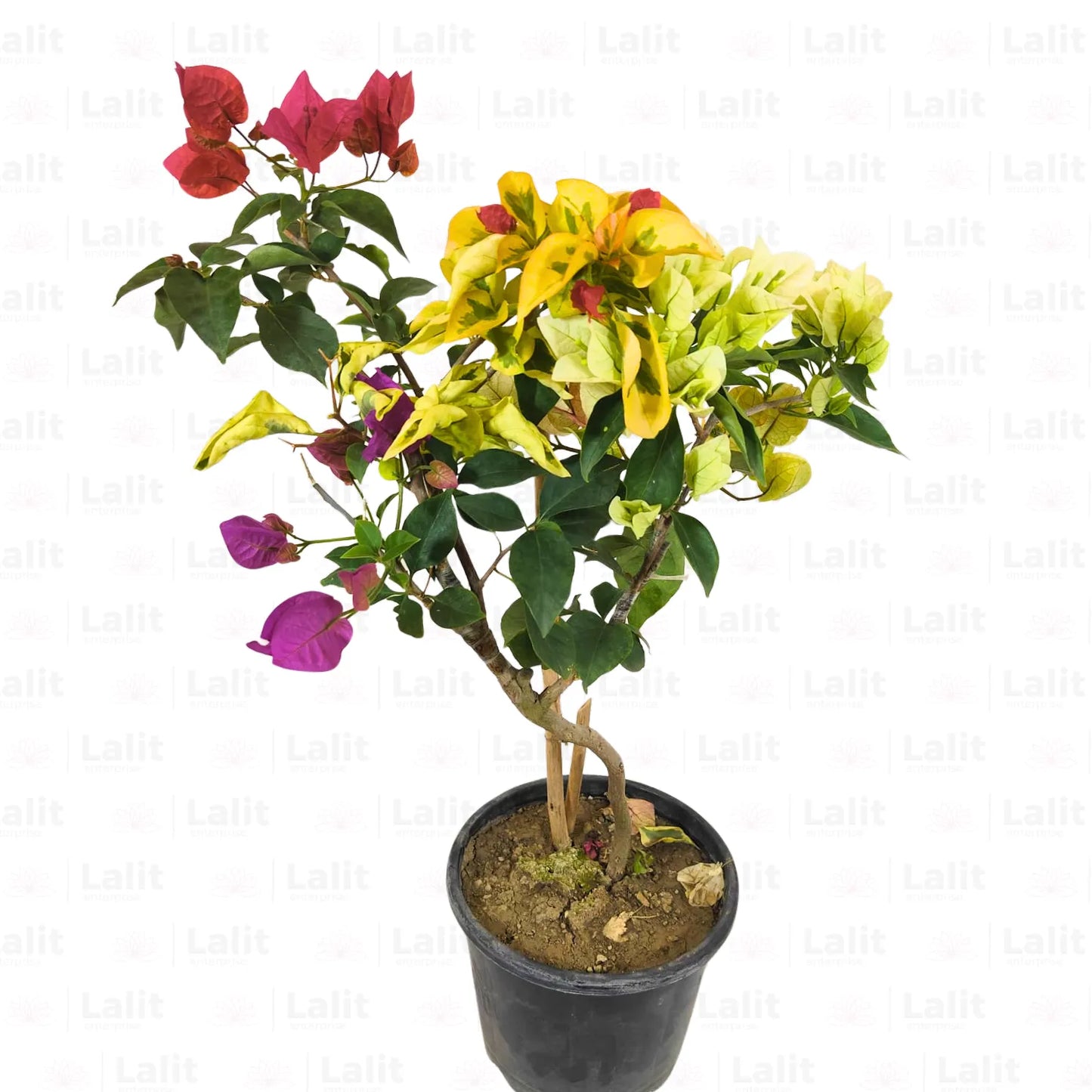 Buy Grafted Bougainvillea (Multicolour Flowers) - Plant Online at Lalitenterprise