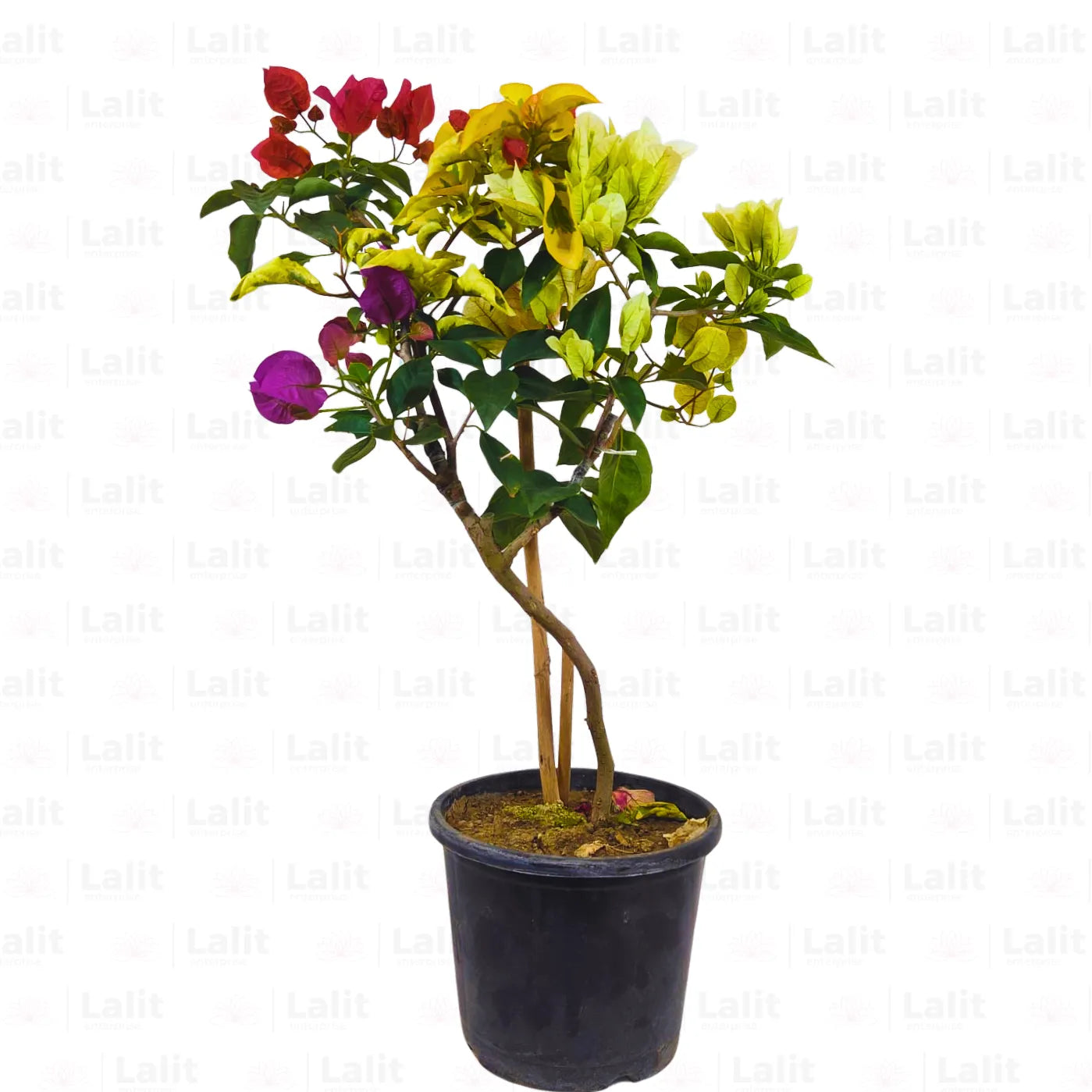 Buy Grafted Bougainvillea (Multicolour Flowers) - Plant Online at Lalitenterprise