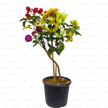 Buy Grafted Bougainvillea (Multicolour Flowers) - Plant Online at Lalitenterprise