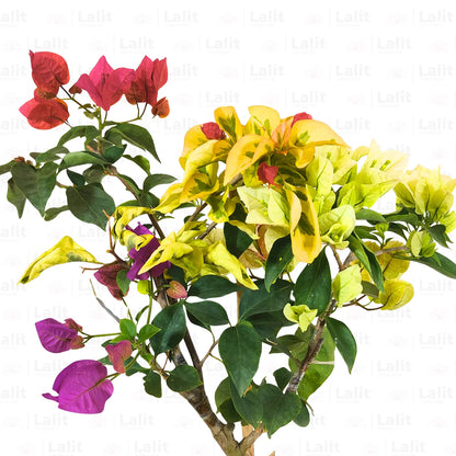 Buy Grafted Bougainvillea (Multicolour Flowers) - Plant Online at Lalitenterprise