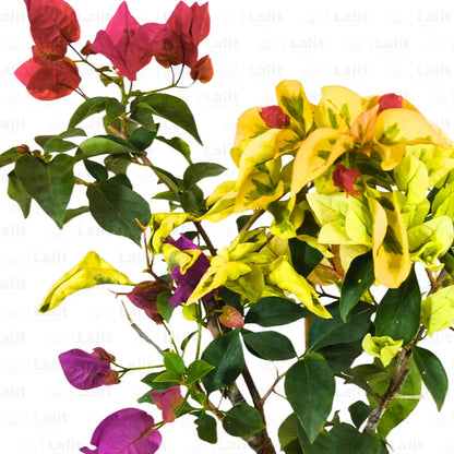 Buy Grafted Bougainvillea (Multicolour Flowers) - Plant Online at Lalitenterprise