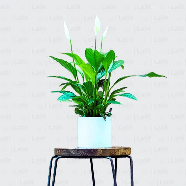 Buy Peace Lily (Spathiphyllum) - Plant Online at Lalitenterprise