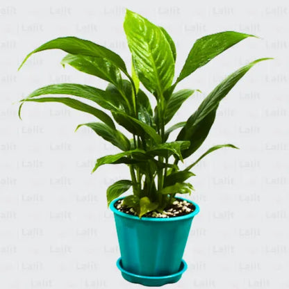 Buy Spathiphyllum - Plant Online at Lalitenterprise