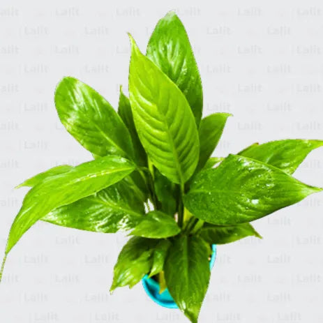 Buy Peace Lily - Plant Online at Lalitenterprise